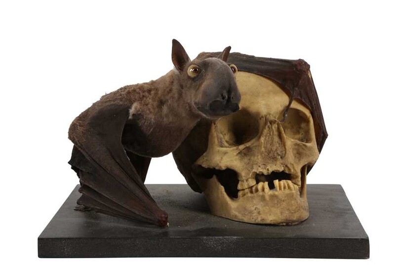 A TAXIDERMY FRUIT BAT MOUNTED BESIDE A MODEL OF A HUMAN SKULL