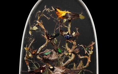 A VICTORIAN TAXIDERMY EXOTIC BIRD DISPLAY WITH GLASS DOME