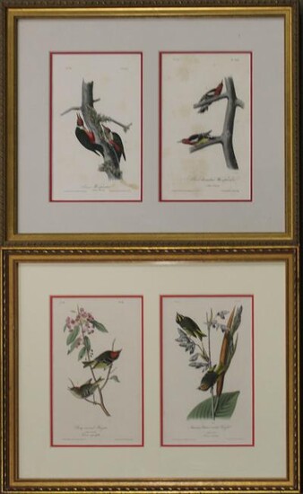 After John J. Audubon (AM 1781-1851)