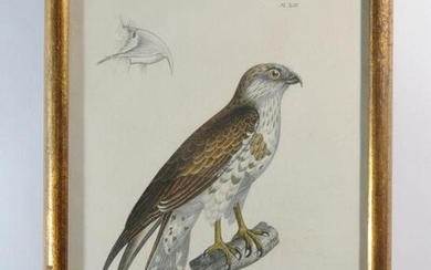 After Paul Oudart Color Ornithological Print