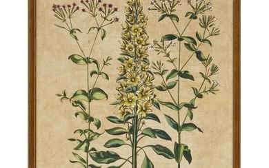 Basilius Besler, hand-colored botanical engraving