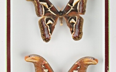 Boite entomologique présentant un couple... - Lot 31 - Vasari Auction