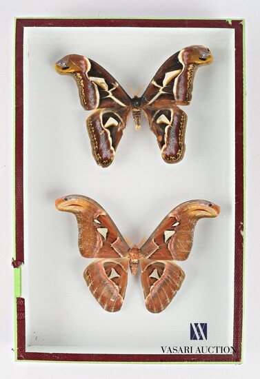 Boite entomologique présentant un couple... - Lot 31 - Vasari Auction