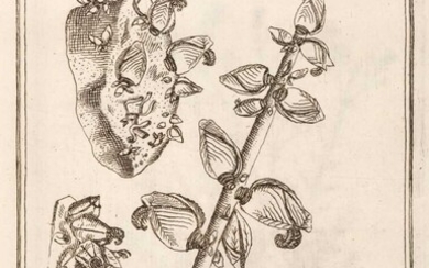 Colonna (Fabio). Lyncei Phytobasanon cui accessit vita Fabi et Lynceorum notitia, 1744