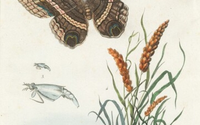 FELIX EDOUARD GUERIN-MENNEVILLE (1799 / 1874) "Flora and Fauna"