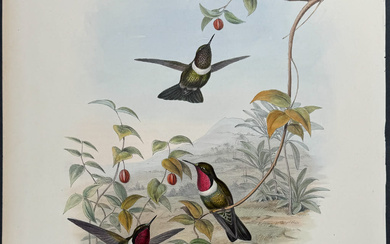 Gould - Spenser's Sun Angel Hummingbird (Heliangelus spencei)