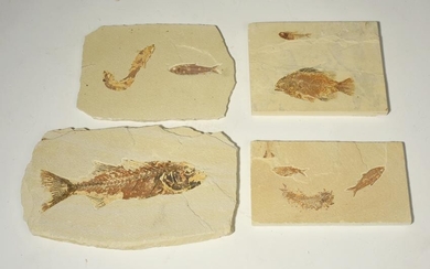 Group of Fossils