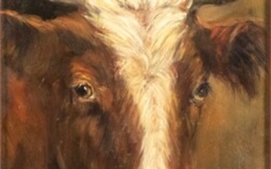 Hans Mijnsbergen (1945), cows head, oil on panel, signed -23...