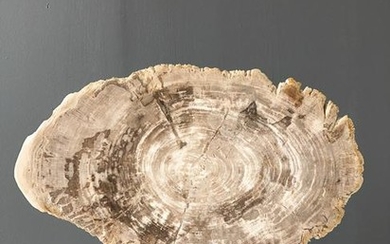 Large Petrified Wood Slice on Stand
