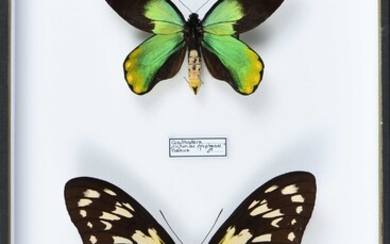 Ornithoptera victoriae epiphenes Makira couple Cites annexe II B