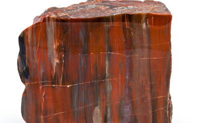 Petrified Conifer Piece Araucarioxylon Triassic Chinle Formation Arizona, USA...
