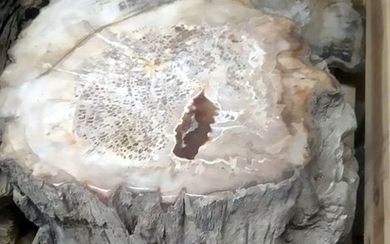 Petrified Wood - Trunk - Dipterocarpus sp. - 45×30×40 cm