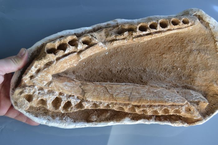 Plesiosaurus Jaw - Zarafasaura oceanis - 42×23×11 cm