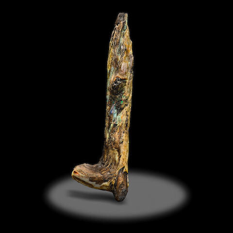 Rare Petrified Silicated Wood Limb with Cross Branch--"The Starfire Staff"