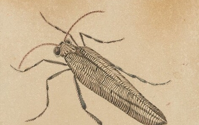SPIES Walter (Moscou 1895-vers Ceylan 1942) Etude d'insecte : "Aeriadae" Dessin à l'encre de Chine...