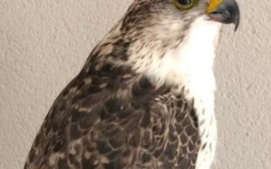 Saker Falcon - fresh mount - ringed bird - Falco cherrug - with full CITES Article 10 (Commercial Use) - 53×33×25 cm - 20NL280286/20