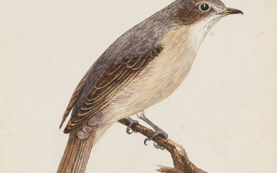 Sammlung von 39 Original-Zeichnungen mit Darstellungen von Vögeln. Vermutlich England, Mitte des 19. Jahrhunderts. Feder...