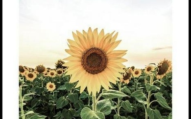 Stunning Sunflower Field Poster