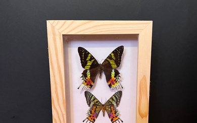 Swallowtail Butterfly Taxidermy wall mount - Set of 2 Chrysiridia (Urania) ripheus - 20.5 cm - 15.5 cm - 5 cm - Non-CITES species - 1