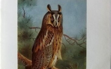 Thorburn, Archibald 1926 Vintage Bird Print. Tawny Owl