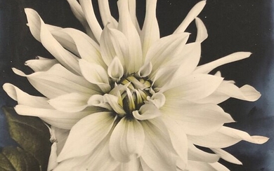 Unknown - Flower - a vintage autochrome, around 1910