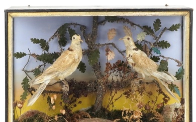 Victorian taxidermy interest display of two collared doves h...