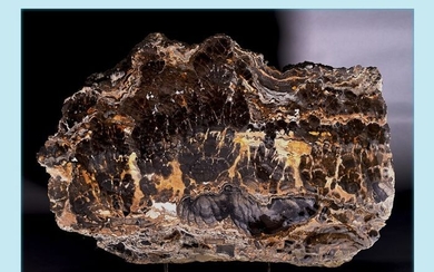 very good and large stromatolite - fossil calcium deposits of cyanobacteria - 36×24×11 cm