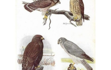 1936 Pearson Birds, Hawks (Broad-Winged,Rough-legged