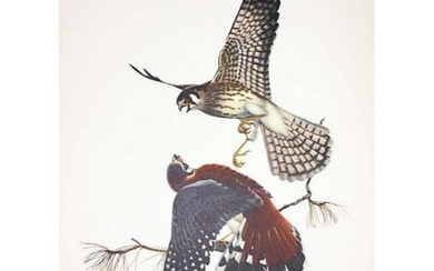 1950 Menaboni Print, Sparrow Hawk (x2)