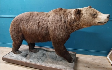 19th C. full size taxidermy brown Bear {126 cm H x 200 cm W ...