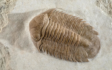 Metopolichas Heubneri Trilobite