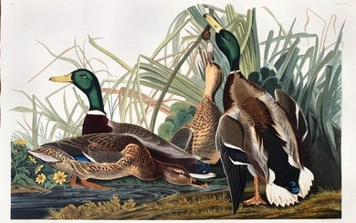 Audubon Aquatint Mallard Duck
