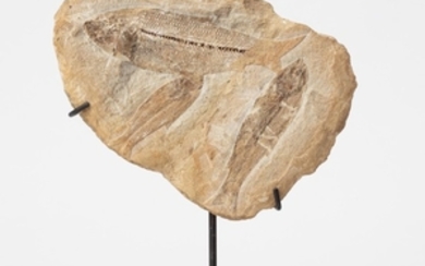 A REMARKABLE FOSSIL PLATE WITH THREE FISH