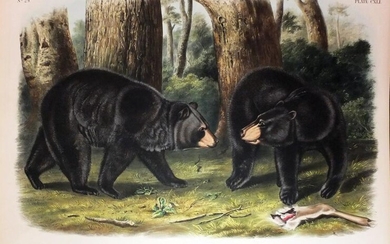 Audubon Lithograph, American Black Bear