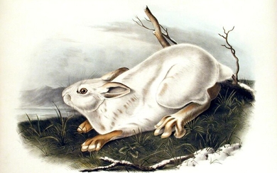 Audubon Quad Lithograph, Northen Hare (Winter)