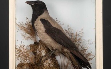 A taxidermy preserved hooded crow