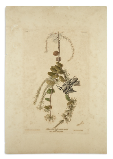 AUDUBON, JOHN JAMES. Group of 3 hand-colored aquatint and engraved plates from Audubon's...