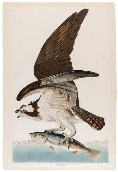 After John James Audubon FISH HAWK Hand-colored