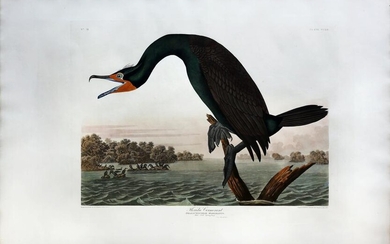 Audubon Aquatint, Florida Cormorant
