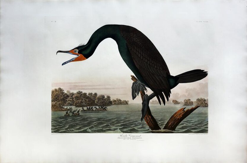 Audubon Aquatint, Florida Cormorant