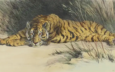British School, early 20th century- A recumbent Tiger; and Lion; etchings, the...