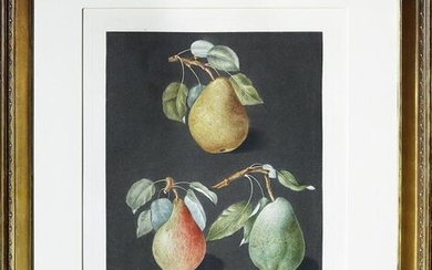 Brookshaw, Pear, Plate 82