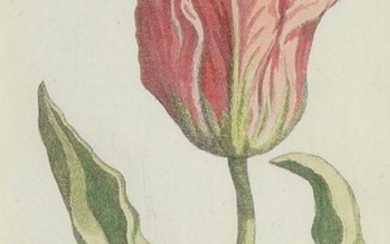 French School, early/mid-19th century- Floral studies; watercolours, two, ea. inscribed lower right, ea. 25 x 18 cm: together with three hand-coloured engravings and four ? reproduction prints of botanical subjects, and a further print, varying...