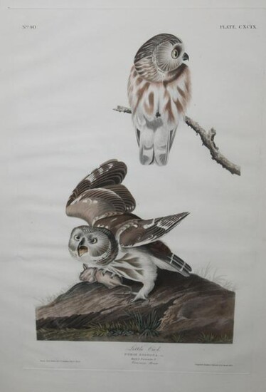 John James Audubon (AM 1785-1851) Little Owl