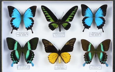 Papilio, Troides, Trogonoptera 6 ex. Cites annexe II B