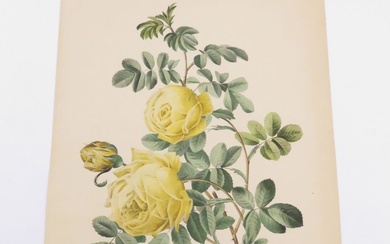 Pierre-Joseph REDOUTÉ (1759-1840). Roses. Lithographie couleurs sur papier, signée dans la planche en bas à...