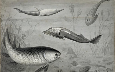 Smit Original Early Drawing of Fishes of the Silurian