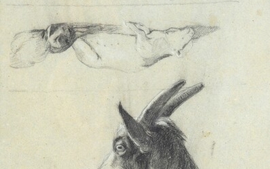 Studies of goats (front and back), Attr. a Carlo Pittara
