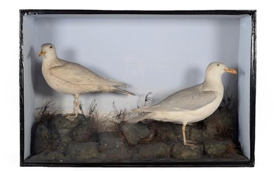 Taxidermy: A Large Cased Pair of Glaucous Gulls (Larus hyperboreus),...