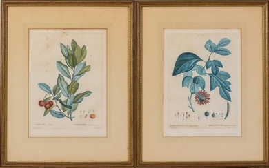 Two Floral Prints After Pierre-Joseph Redoute.